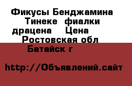 Фикусы Бенджамина, Тинеке, фиалки, драцена. › Цена ­ 250 - Ростовская обл., Батайск г.  »    